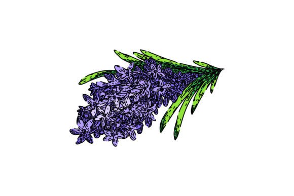 Download Provence Lavender Sketch Hand Drawn Vect - Drawn Collection