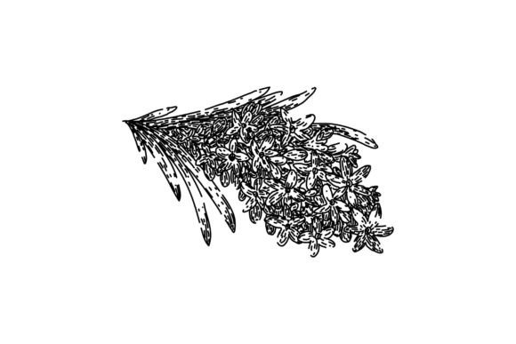 Download Provence Lavender Sketch Hand Drawn Vect - Drawn Collection